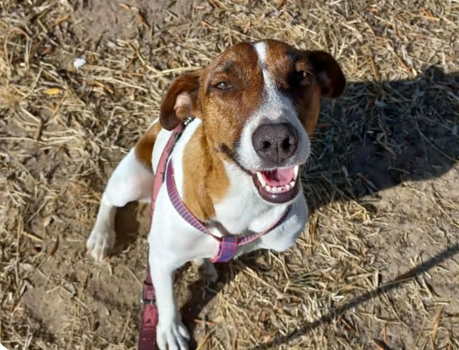 Machinha para adoção