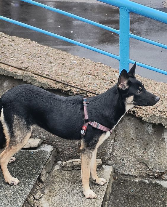 Хто загубив собаку?