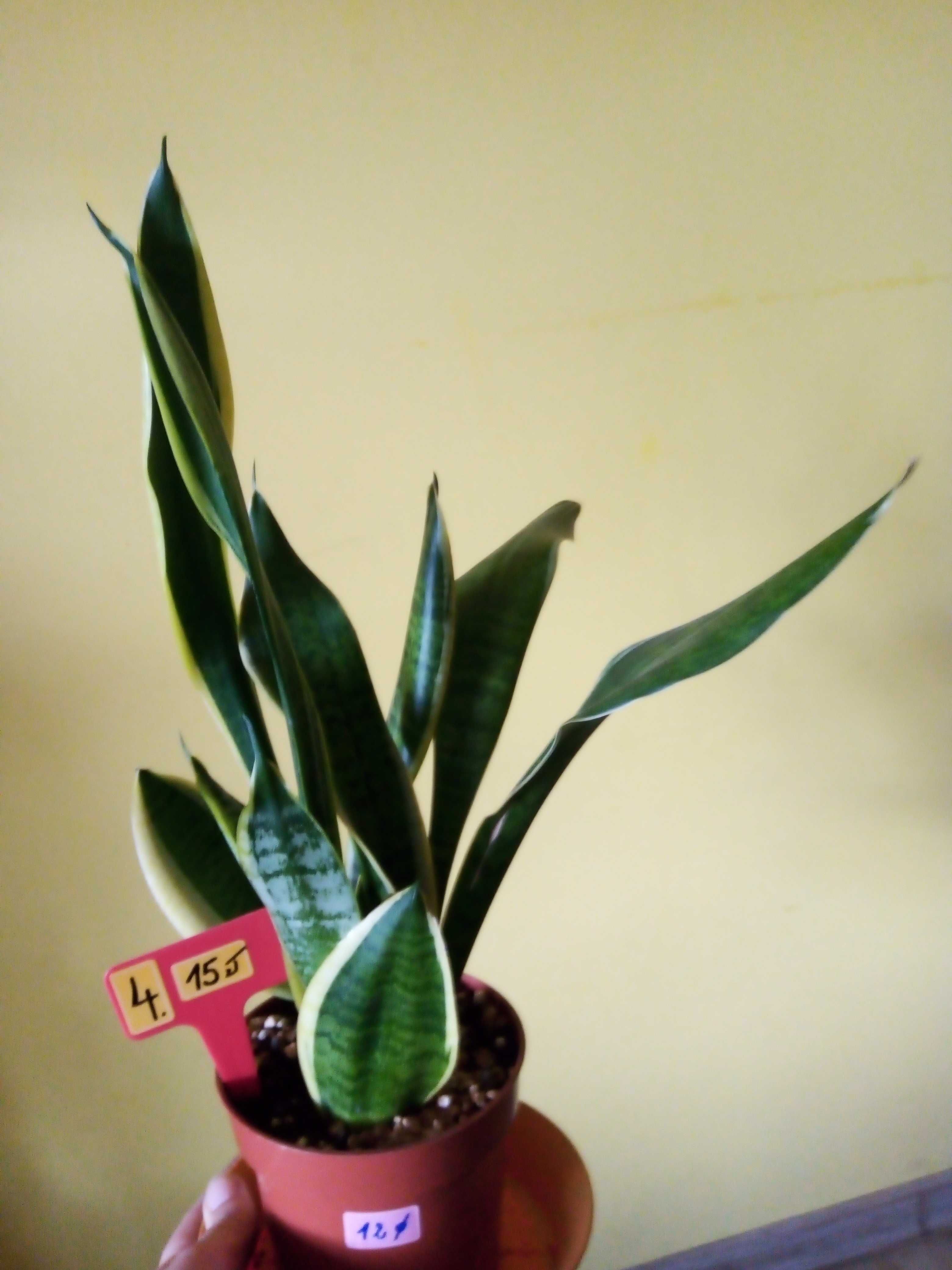 Kwiat Sansevieria Lauretti