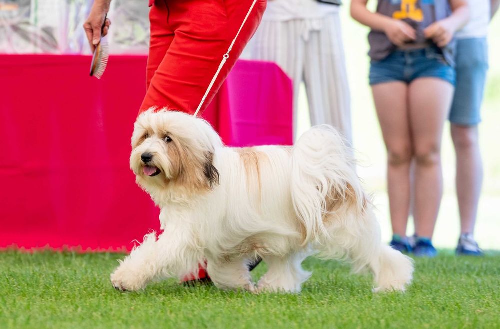 Fenomenalna MOYA, którą warto poznać.  Terier tybetański - nie terier