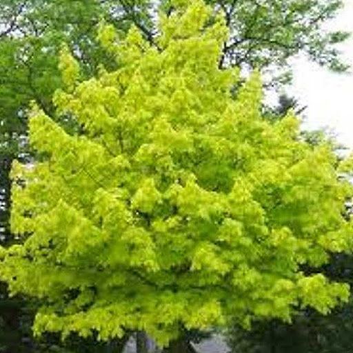 Acer platanoides PRINCETON GOLD klon pospolity PRINCETON GOLD