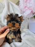 Sliczna malenka  suczka Yorkshire terrier uroda laleczki  rod ZKwP