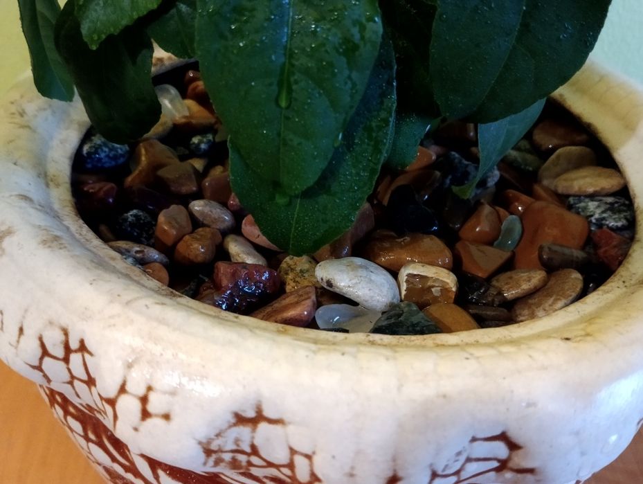 Лимоное дерево продам