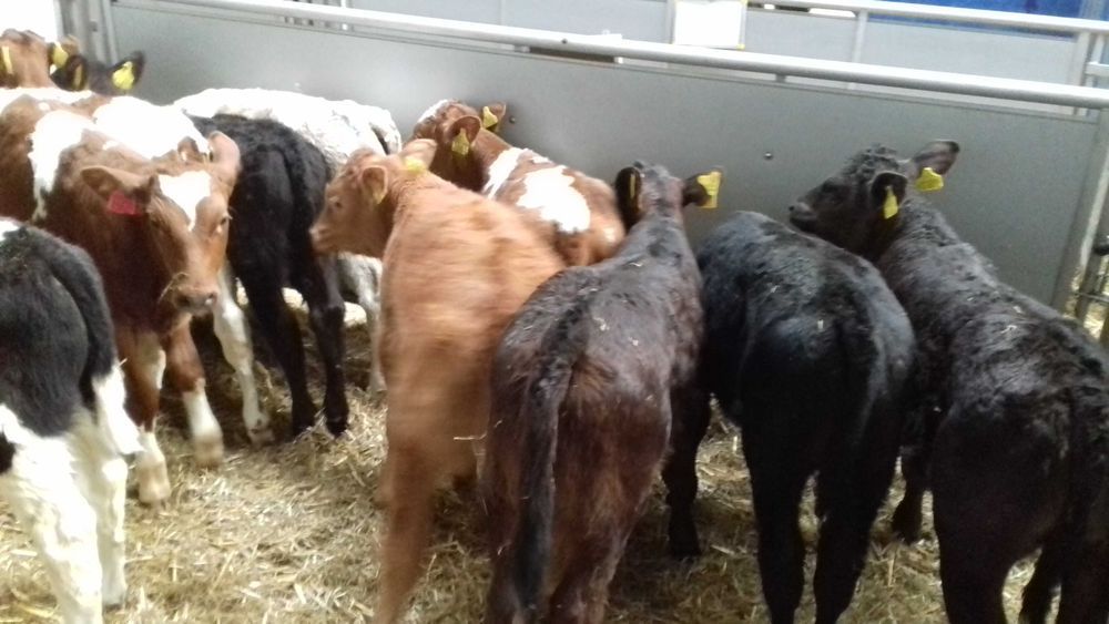 Cielaki MM, MS, SM, byczki, jałówki, jałówki i byczki HF RW, dowóz