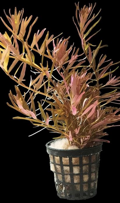 Zestaw pięknych roślin akwariowych