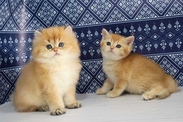 Супер красивые и мега ласковые британские котята