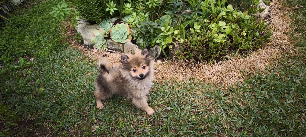 Spitz alemão anão Lulu da Pomerânia hiper miniatura criado em ambiente