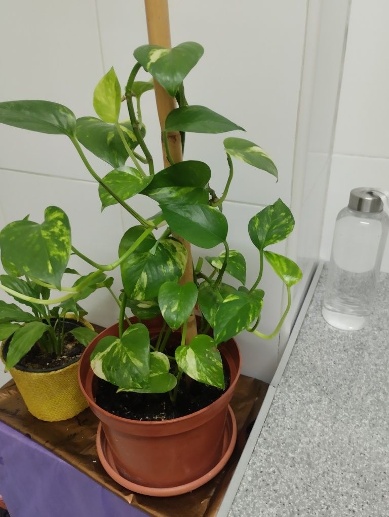 Plantas Naturais