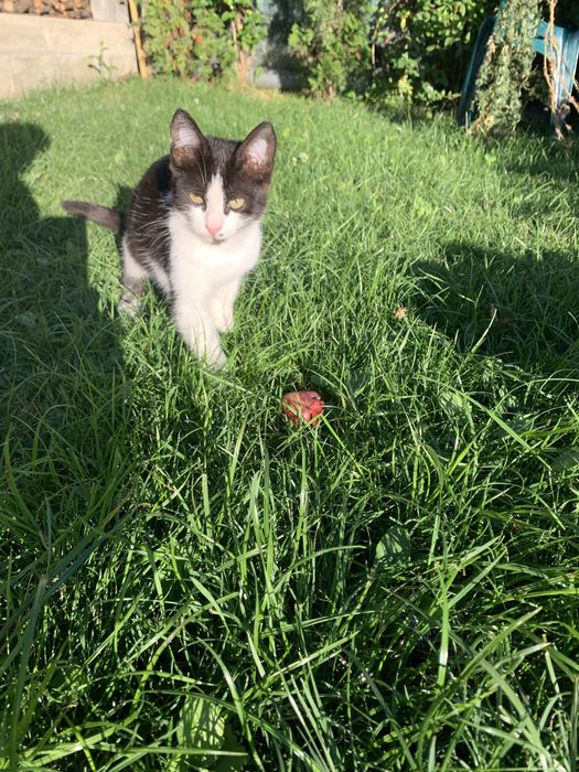 Котик  6 місяці віддам в добрі руки(безкоштовно) Привезу