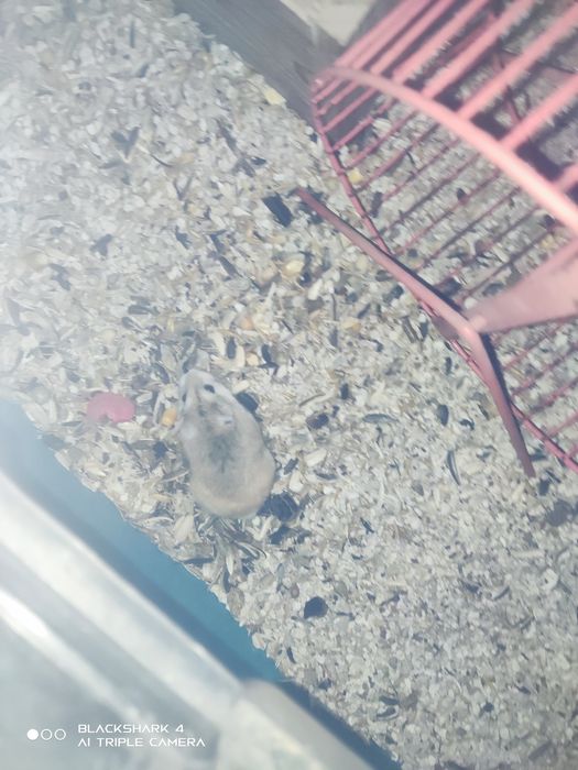 Hamster anão russo