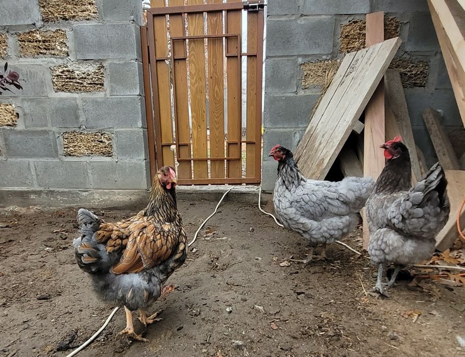 Кури домашні , півні