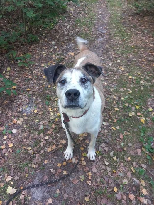 Pilnie! Jarzyna-DUŻY, przytulaśny, ŁAGODNY-możliwy dowóz