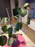 Philodendron white wizard
