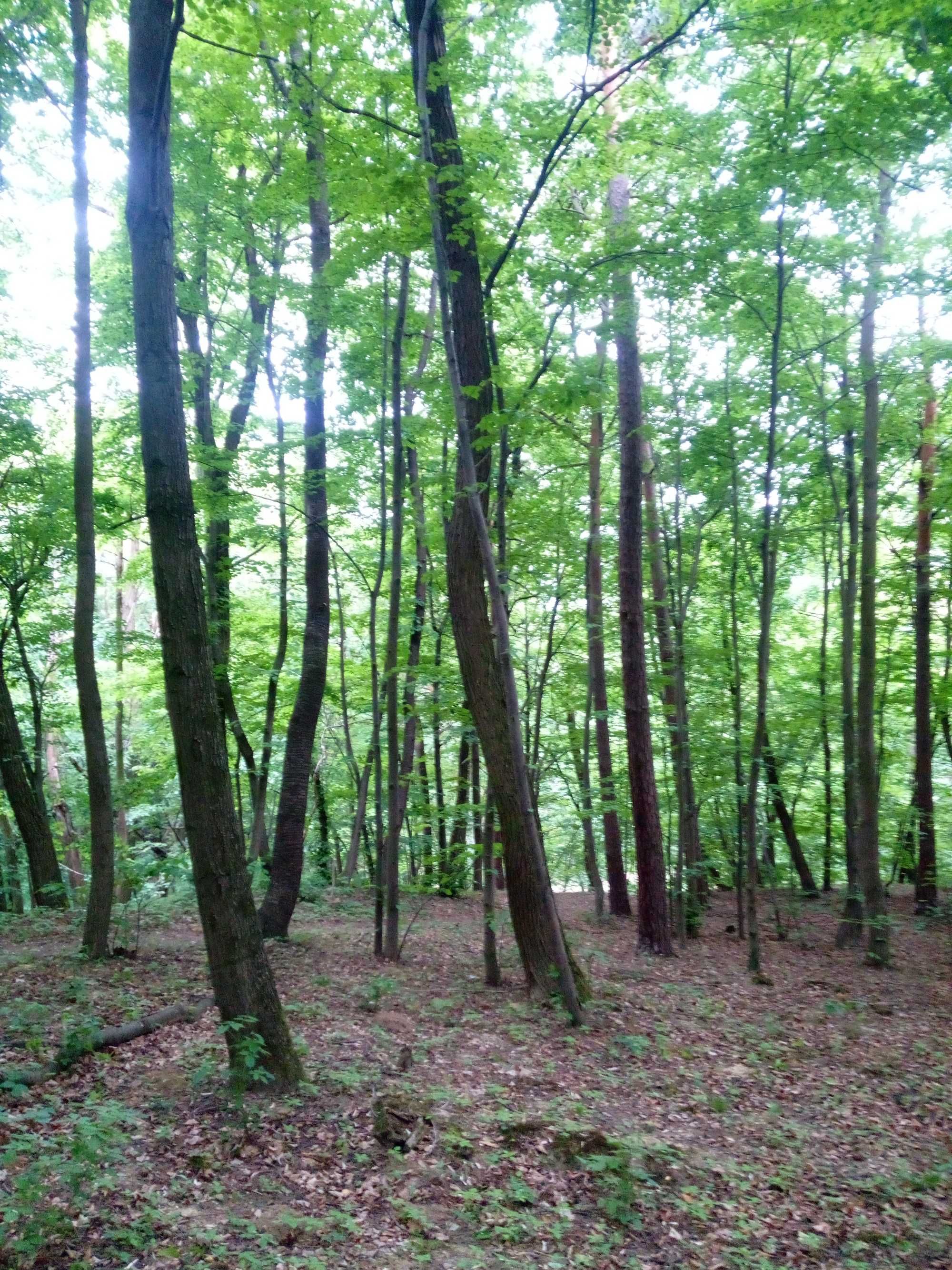 Sprzedam stary las mieszany 50 arów w Grodzisku Dolnym