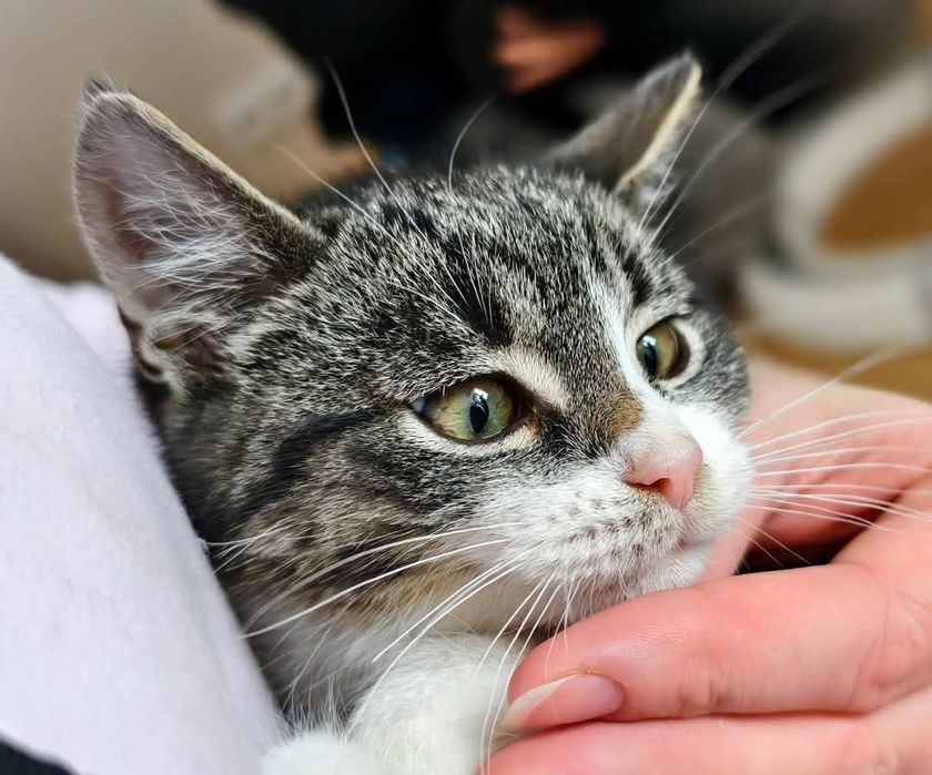 Wyjątkowy kocurek do adopcji