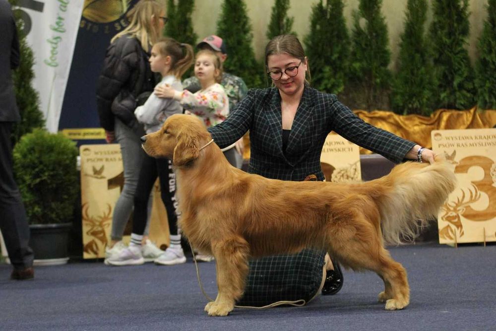 GOLDEN RETRIEVER-po champ., ciemnozłote, amerykańskie linie ZKwP/ FCI