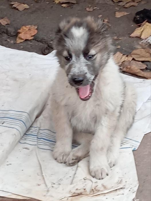 Продаем Щенков алабая