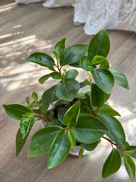 Продается пеперомия