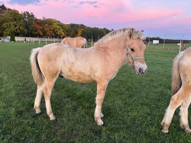 FIORD OGIEREK z perfekcyjnym pochodzeniem