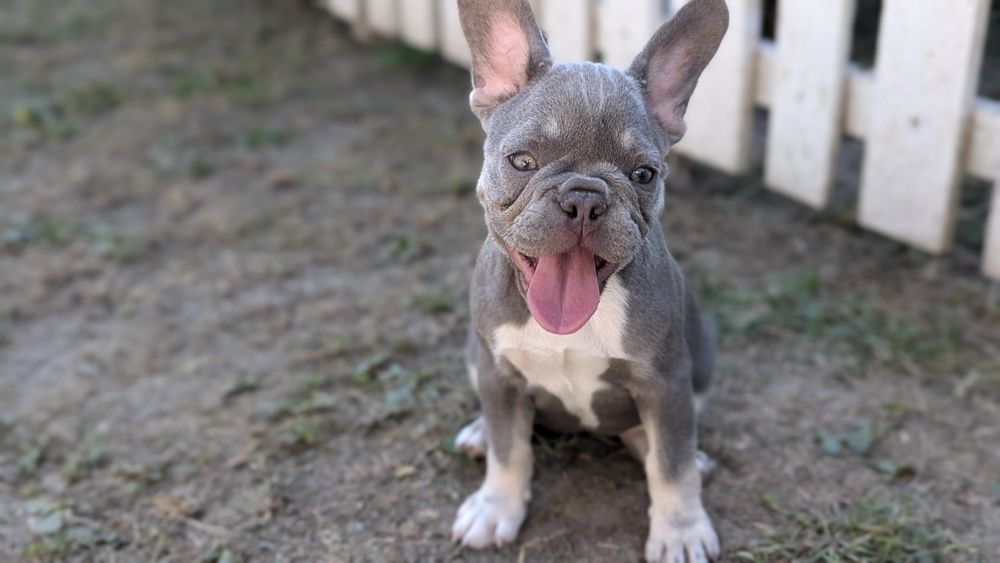 Цуценята французького бульдога