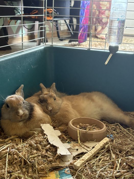 Кролики домашние декоративные, мини малыши