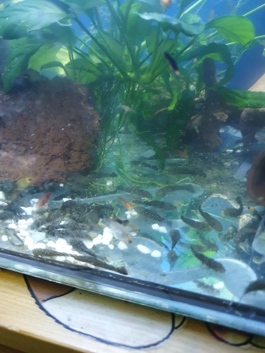 Młode glonojady zwykłe około 30 szt