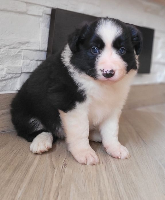 Border Collie suczka