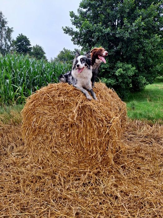 Border collie szczenięta