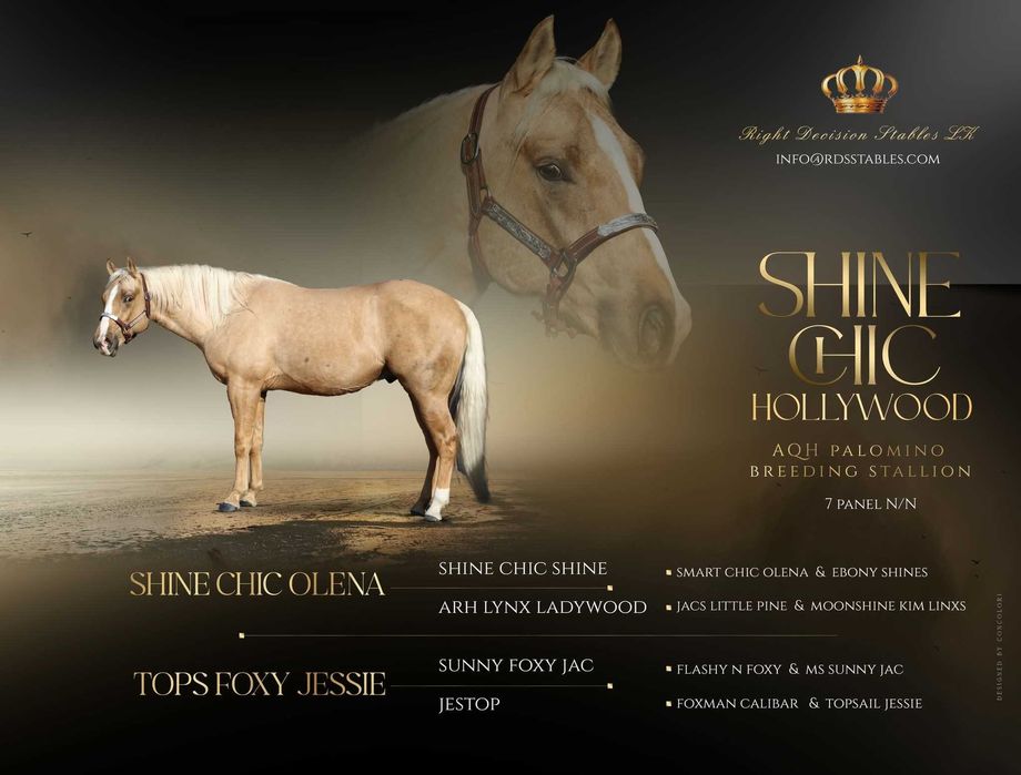 Źrebna klacz AQH, American Quarter Horse