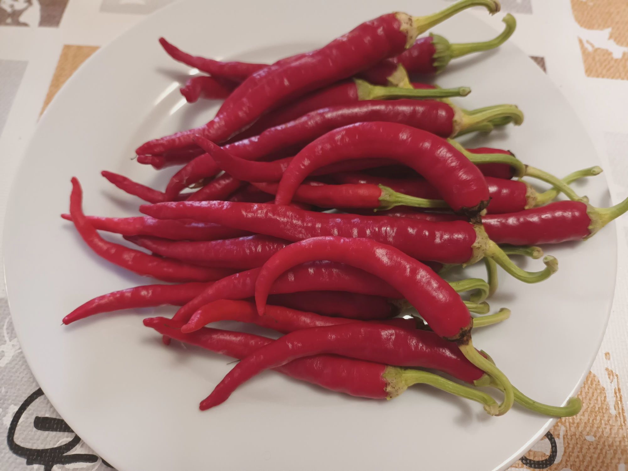 50 sementes malagueta Cayenne