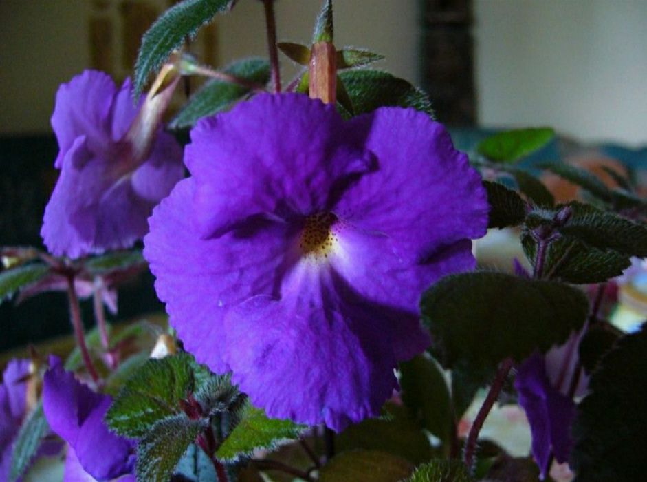 АХИМЕНЕСЫ. Ризомы ахименесов