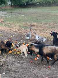 Vendo cabras anas