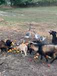 Vendo cabras anas
