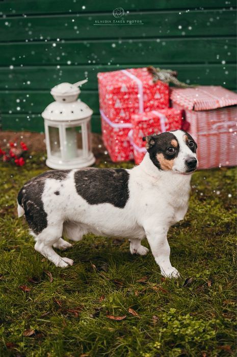 Zurek - mały piesek z dużym charakterem