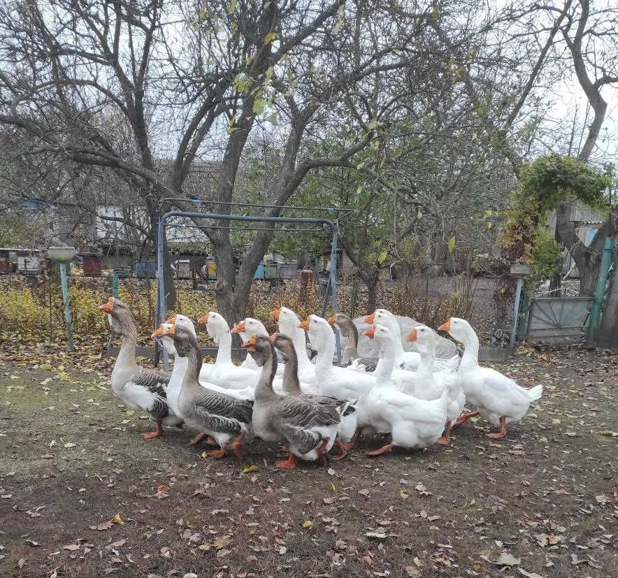 Продам гусей холмогорської породи.
