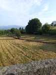 Vendo terreno em Fornos de Algodres