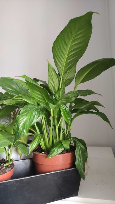 Rośliny Skrzydłokwiat