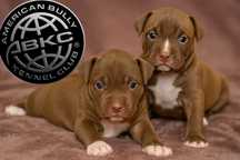 American Bully ABKC suczka