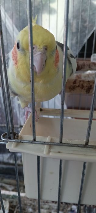 Vendo caturra macho