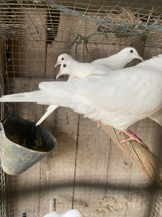 Rolas brancas mansas