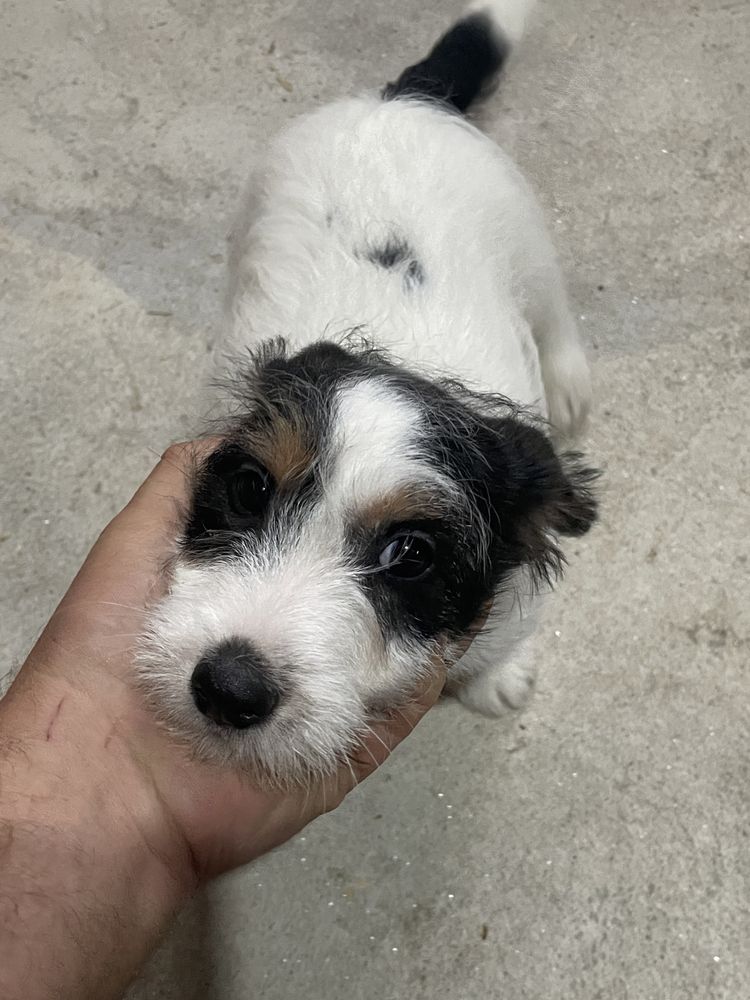 Jack russel terrier espetacular