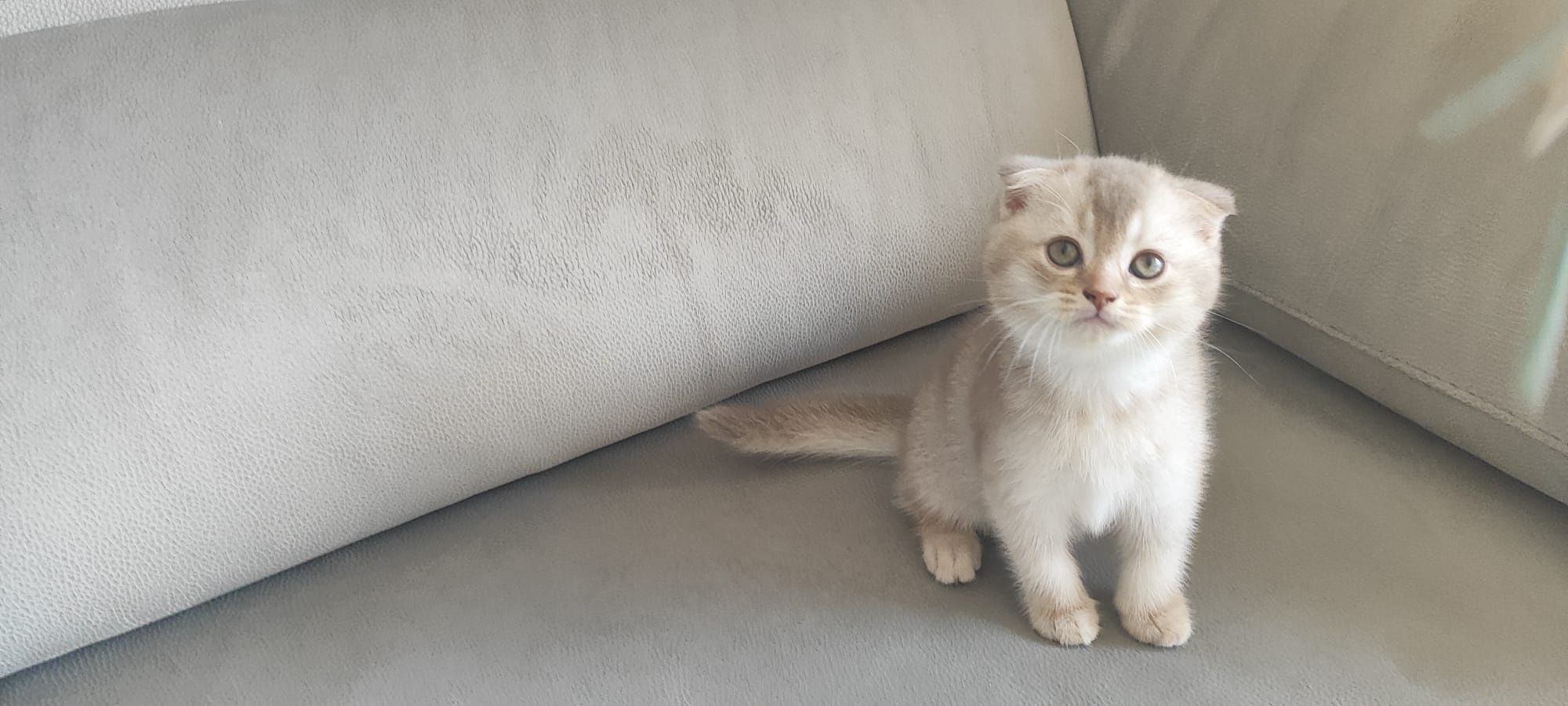 Gatinho scottish fold