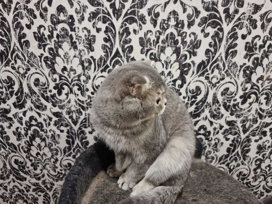 Продается вислоухий котик