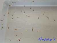 Crias de Guppy's