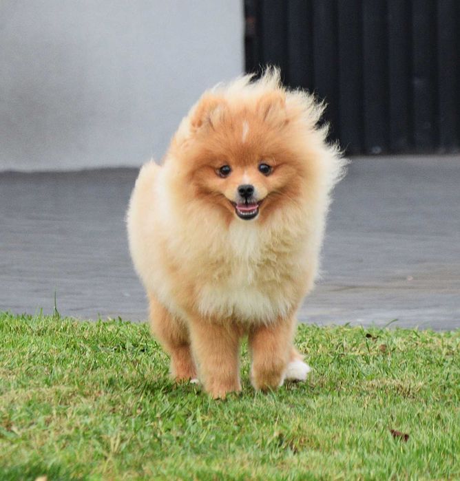 Piesek Pomeranian- Oliwier- gotowy na kochający dom