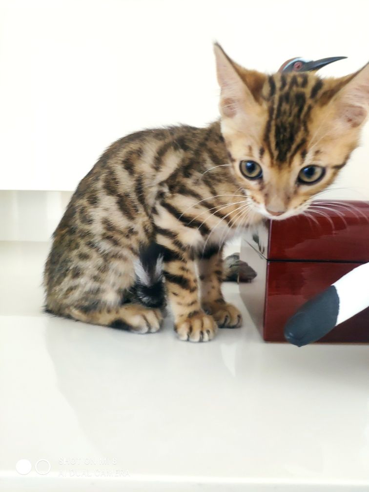 Gato de Bengala de excelente linhagem