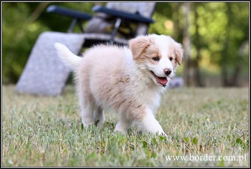 Psy szczeniaki Border Collie ZKwP FCI