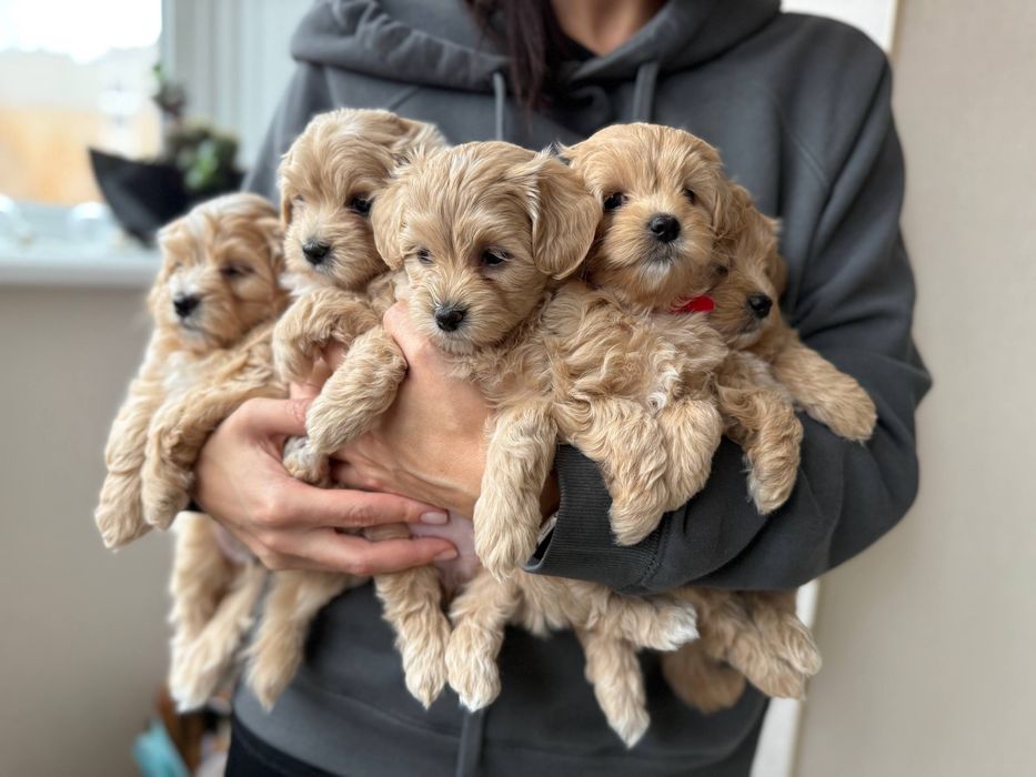 Цуценята мальтіпу Ф1