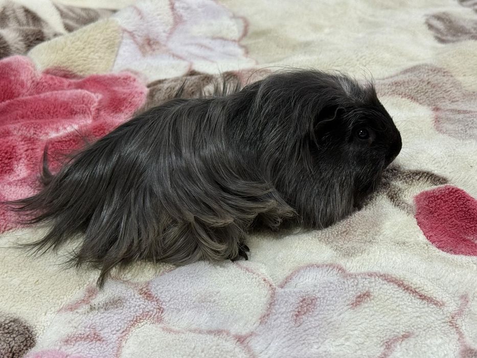 Мальчик 4 мес, Коронет