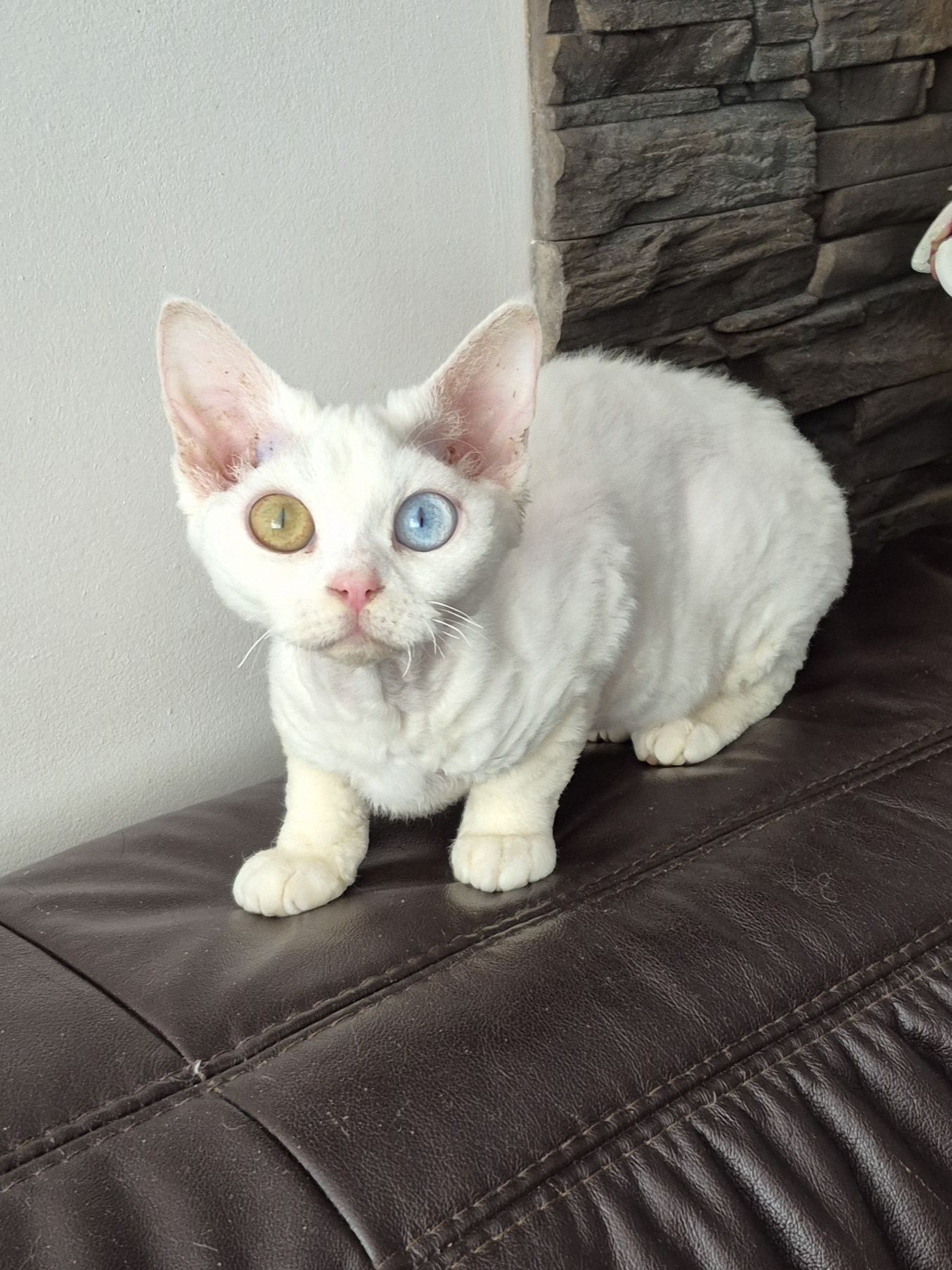 Koteczka Devon Rex Wystawo-hodowlana FPL